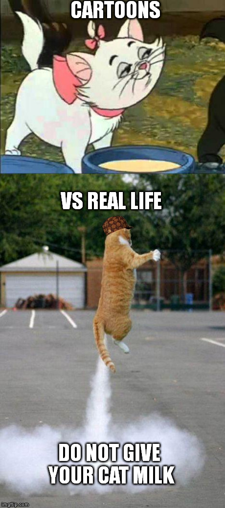 CARTOONS VS REAL LIFE DO NOT GIVE YOUR CAT MILK | image tagged in cartoons vs real life,scumbag | made w/ Imgflip meme maker