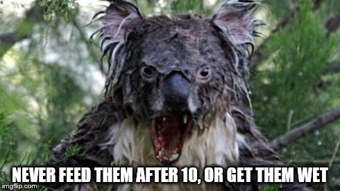 Angry Koala Meme | NEVER FEED THEM AFTER 10, OR GET THEM WET | image tagged in memes,angry koala | made w/ Imgflip meme maker