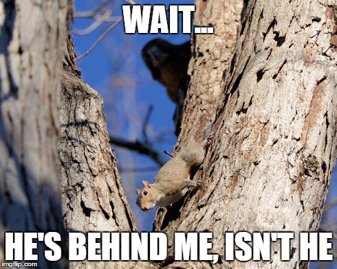 Realization squirrel | WAIT... HE'S BEHIND ME, ISN'T HE | image tagged in squirrel,sudden realization,hawk,surprise | made w/ Imgflip meme maker