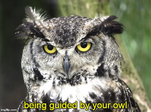 being guided by your owl | image tagged in happiness 1-18 | made w/ Imgflip meme maker