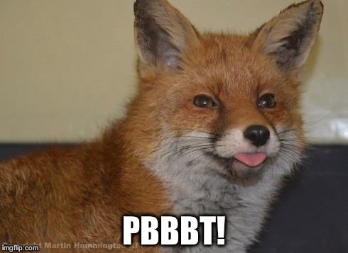 Rescued fox Aphrodite blows a raspberry. Thank you National Fox Welfare Society. | PBBBT! | image tagged in fox,raspberry,fox blows raspberry,take that | made w/ Imgflip meme maker