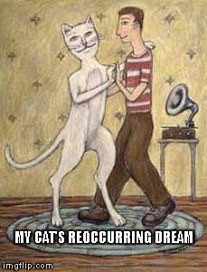 MY CAT'S REOCCURRING DREAM | image tagged in my cat's reoccurring dream | made w/ Imgflip meme maker