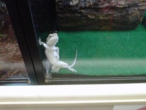 Lizard Blank Meme Template