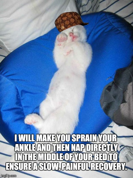 FUCKIN' CATS | I WILL MAKE YOU SPRAIN YOUR ANKLE AND THEN NAP DIRECTLY IN THE MIDDLE OF YOUR BED TO ENSURE A SLOW, PAINFUL RECOVERY. | image tagged in fuckin' cats,scumbag | made w/ Imgflip meme maker