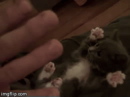 Surprised Kitty | image tagged in gifs | made w/ Imgflip video-to-gif maker