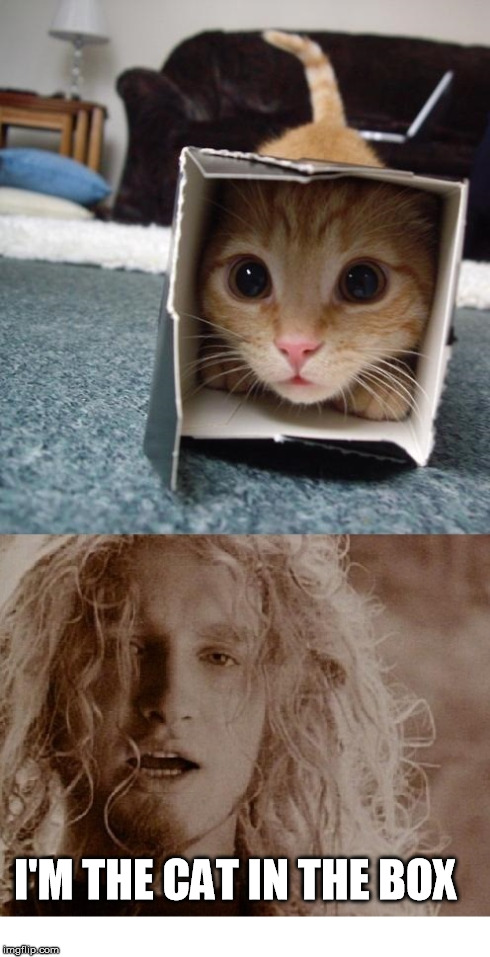 Cat in the box | I'M THE CAT IN THE BOX | image tagged in cat,box,alice in chains,funny,music | made w/ Imgflip meme maker