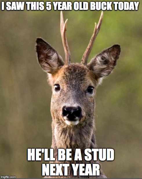 Wondering RoeDeer | I SAW THIS 5 YEAR OLD BUCK TODAY HE'LL BE A STUD NEXT YEAR | image tagged in wondering roedeer | made w/ Imgflip meme maker