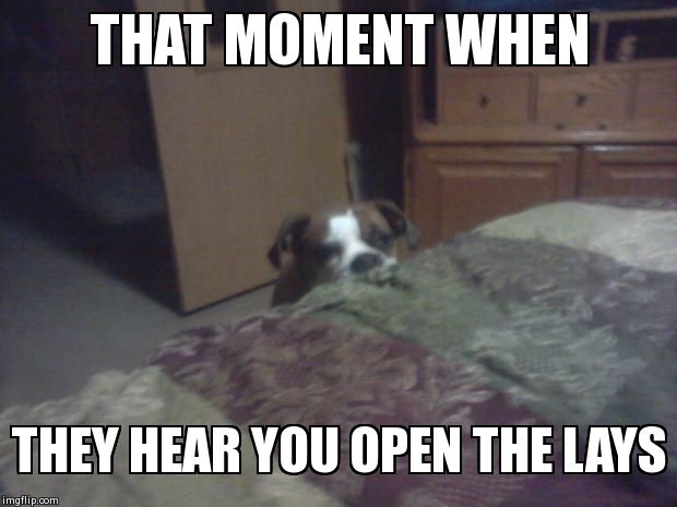 I SEE YOU | THAT MOMENT WHEN THEY HEAR YOU OPEN THE LAYS | image tagged in dogs,memes | made w/ Imgflip meme maker
