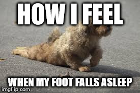Dead Leg | HOW I FEEL WHEN MY FOOT FALLS ASLEEP | image tagged in funny,dog | made w/ Imgflip meme maker