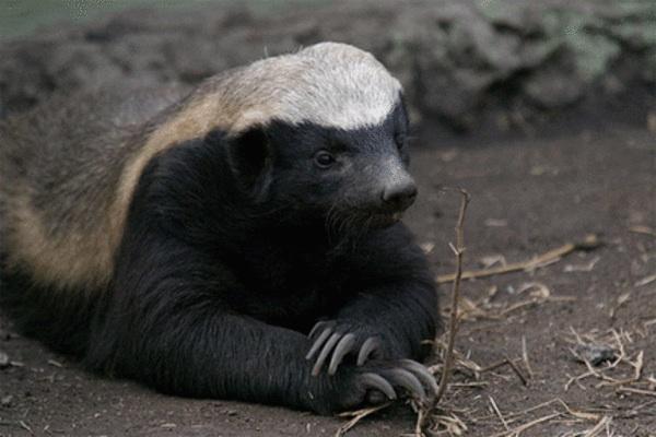 High Quality Honey badger Blank Meme Template