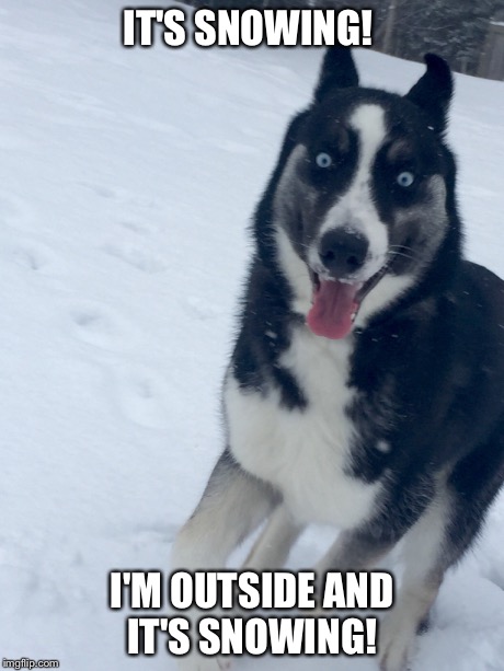 HUSKY LOVIN'  | IT'S SNOWING! I'M OUTSIDE AND IT'S SNOWING! | image tagged in siberianhusky,husky,puppy,wolf,dog,animal | made w/ Imgflip meme maker