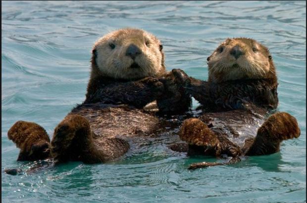 High Quality Otter Couple Blank Meme Template