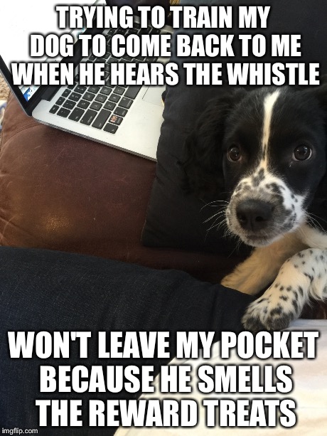 TRYING TO TRAIN MY DOG TO COME BACK TO ME WHEN HE HEARS THE WHISTLE WON'T LEAVE MY POCKET BECAUSE HE SMELLS THE REWARD TREATS | made w/ Imgflip meme maker