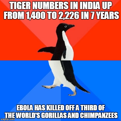 Socially Awesome Awkward Penguin | TIGER NUMBERS IN INDIA UP FROM 1,400 TO 2,226 IN 7 YEARS EBOLA HAS KILLED OFF A THIRD OF THE WORLD'S GORILLAS AND CHIMPANZEES | image tagged in memes,socially awesome awkward penguin,AdviceAnimals | made w/ Imgflip meme maker