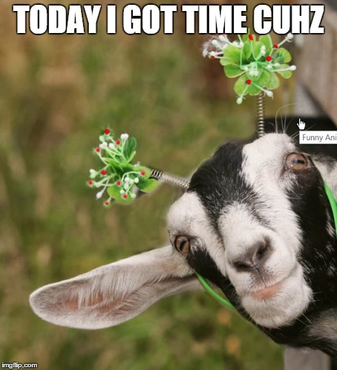 Goat  | TODAY I GOT TIME CUHZ | image tagged in todayigottimecuz,goat,funny animals | made w/ Imgflip meme maker