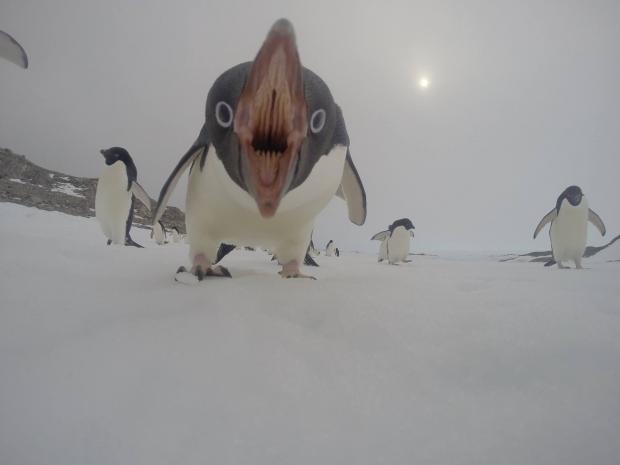 High Quality Terrifying Penguin Blank Meme Template