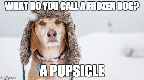 Frozen pup | WHAT DO YOU CALL A FROZEN DOG? A PUPSICLE | image tagged in funny memes,bad pun dog | made w/ Imgflip meme maker