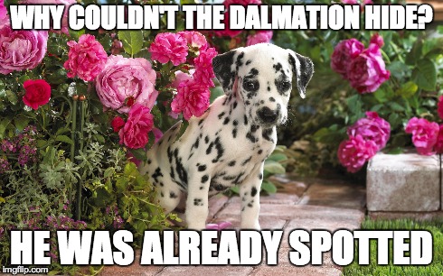 WHY COULDN'T THE DALMATION HIDE? HE WAS ALREADY SPOTTED | made w/ Imgflip meme maker