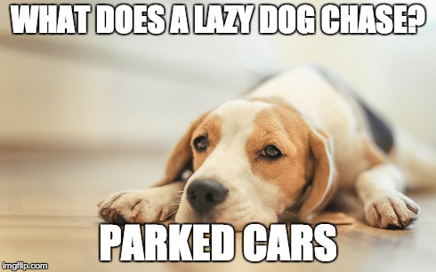 WHAT DOES A LAZY DOG CHASE? PARKED CARS | made w/ Imgflip meme maker