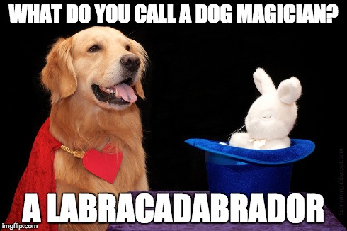 WHAT DO YOU CALL A DOG MAGICIAN? A LABRACADABRADOR | made w/ Imgflip meme maker