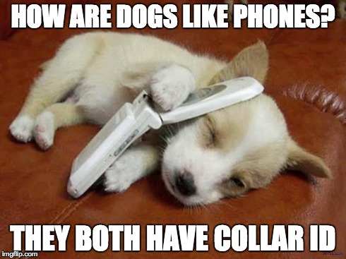 HOW ARE DOGS LIKE PHONES? THEY BOTH HAVE COLLAR ID | made w/ Imgflip meme maker