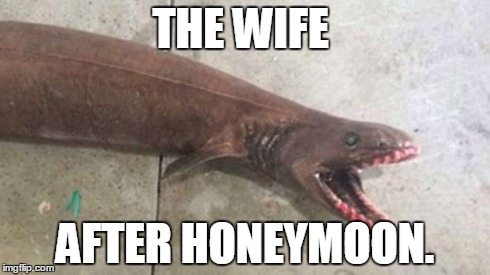 THE WIFE AFTER HONEYMOON. | image tagged in lipstick shark,memes,marriage | made w/ Imgflip meme maker