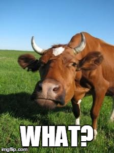 Sad Cow | WHAT? | image tagged in sad cow | made w/ Imgflip meme maker
