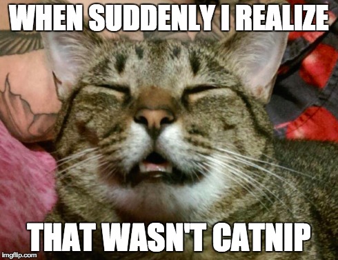 WHEN SUDDENLY I REALIZE THAT WASN'T CATNIP | made w/ Imgflip meme maker