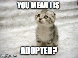 Sad Cat | YOU MEAN I IS ADOPTED? | image tagged in memes,sad cat | made w/ Imgflip meme maker