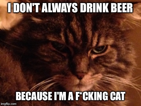 Don't be an idiot, human | I DON'T ALWAYS DRINK BEER BECAUSE I'M A F*CKING CAT | image tagged in cat,beer | made w/ Imgflip meme maker