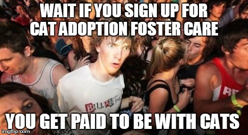 Sudden Clarity Clarence | WAIT IF YOU SIGN UP FOR CAT ADOPTION FOSTER CARE YOU GET PAID TO BE WITH CATS | image tagged in memes,sudden clarity clarence | made w/ Imgflip meme maker