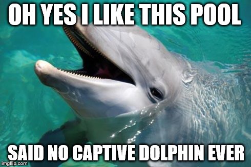 Sarcastic Dolphin | OH YES I LIKE THIS POOL SAID NO CAPTIVE DOLPHIN EVER | image tagged in sarcastic dolphin | made w/ Imgflip meme maker