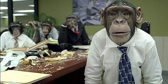 High Quality Office monkeys Blank Meme Template