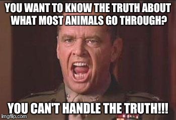 thetruth | YOU WANT TO KNOW THE TRUTH ABOUT WHAT MOST ANIMALS GO THROUGH? YOU CAN'T HANDLE THE TRUTH!!! | image tagged in thetruth | made w/ Imgflip meme maker