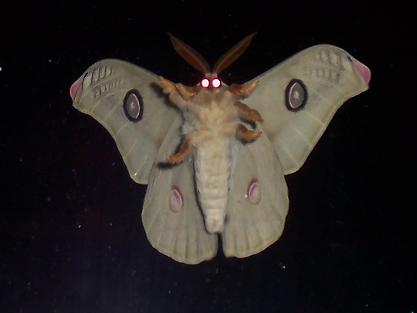 High Quality bday moth Blank Meme Template