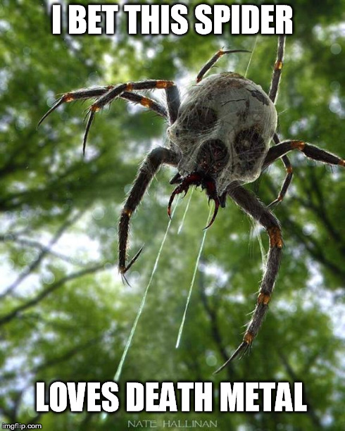 Death metal spider | I BET THIS SPIDER LOVES DEATH METAL | image tagged in metal,death,spider,funny | made w/ Imgflip meme maker