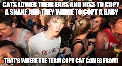 Holy crap, I just thought of this | CATS LOWER THEIR EARS AND HISS TO COPY A SNAKE AND THEY WHINE TO COPY A BABY THAT'S WHERE THE TERM COPY CAT COMES FROM! | image tagged in memes,sudden clarity clarence,cats | made w/ Imgflip meme maker