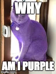 Pussy purple | WHY AM I PURPLE | image tagged in pussy purple | made w/ Imgflip meme maker