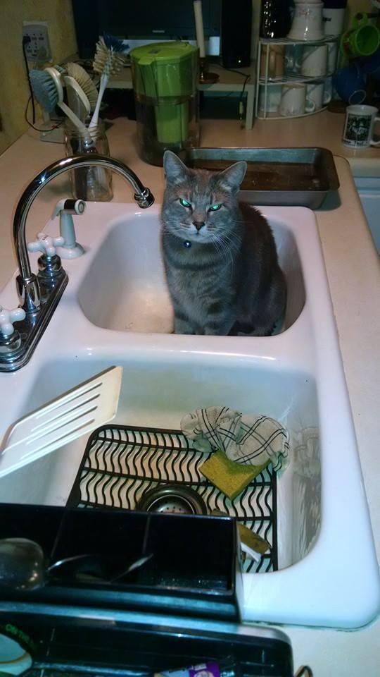 CatWashingDishes Blank Meme Template