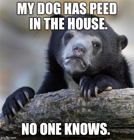 Confession Bear Meme | MY DOG HAS PEED IN THE HOUSE. NO ONE KNOWS. | image tagged in memes,confession bear,meme | made w/ Imgflip meme maker