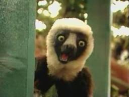 High Quality Zoboomafoo Blank Meme Template
