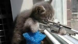 kitten sniper Blank Meme Template