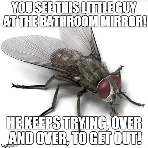 Bathroom Fly | YOU SEE THIS LITTLE GUY AT THE BATHROOM MIRROR! HE KEEPS TRYING, OVER AND OVER, TO GET OUT! | image tagged in scumbag house fly,bathroom fly,mirror | made w/ Imgflip meme maker