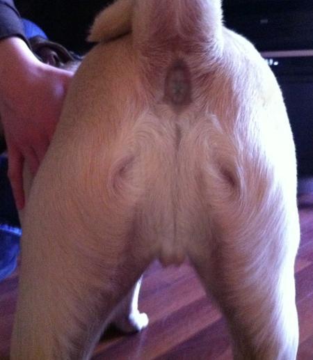 dog ass jesus Blank Meme Template