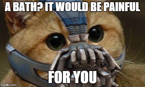 A Bath?  | A BATH? IT WOULD BE PAINFUL FOR YOU | image tagged in cats,baine,funny,it would be painful,cat,baine mask | made w/ Imgflip meme maker