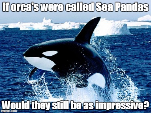 Sea Pandas | If orca's were called Sea Pandas Would they still be as impressive? | image tagged in orca,funny | made w/ Imgflip meme maker