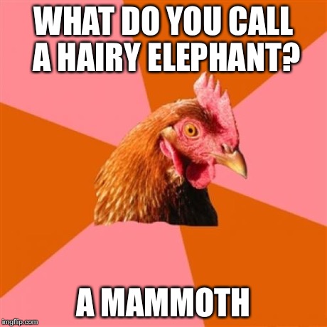Anti Joke Chicken Meme | WHAT DO YOU CALL A HAIRY ELEPHANT? A MAMMOTH | image tagged in memes,anti joke chicken | made w/ Imgflip meme maker