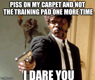 Say That Again I Dare You | PISS ON MY CARPET AND NOT THE TRAINING PAD ONE MORE TIME I DARE YOU | image tagged in memes,say that again i dare you | made w/ Imgflip meme maker