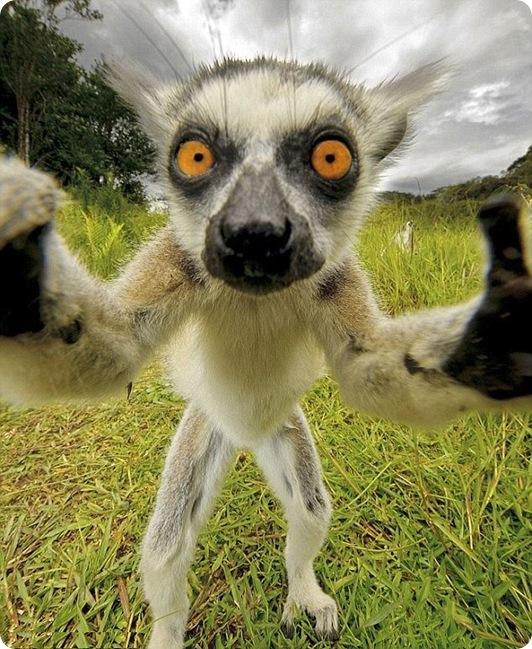 Lemur in ur face Blank Meme Template