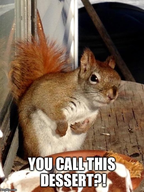 YOU CALL THIS DESSERT?! | image tagged in squirrel | made w/ Imgflip meme maker